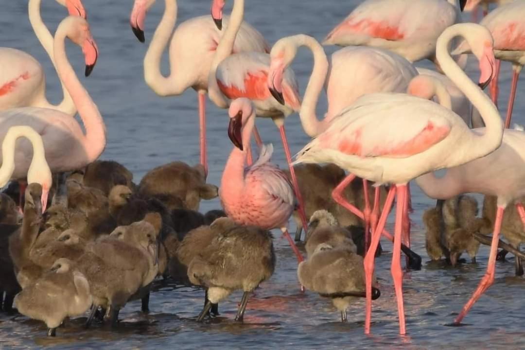 Coru E Bentu Villa Quartu SantʼElena Dış mekan fotoğraf
